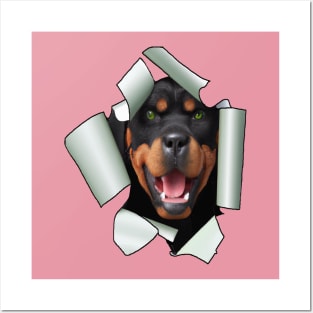 Cartoon Style Rottweiler Dog Poking Its Head Through Ripped Paper Posters and Art